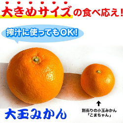 愛媛みかんのこだわり王国