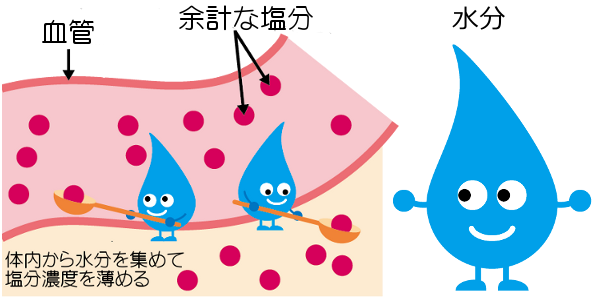 塩分濃度と血管